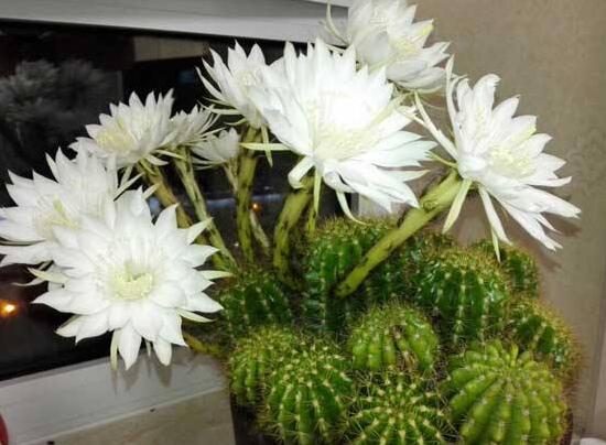 仙人球什么時候開花，仙人球開花是什么兆頭/吉祥如意