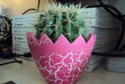 仙人球能除甲醛嗎，防輻射才是它的主要作用