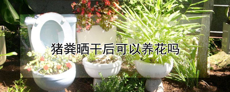豬糞曬干后可以養(yǎng)花嗎