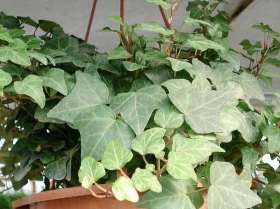 常春藤晚上能放臥室嗎，能/凈化空氣、舒緩身心、擋煞驅(qū)煞