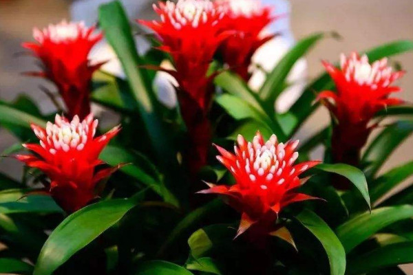 剛買的鴻運(yùn)當(dāng)頭怎么栽