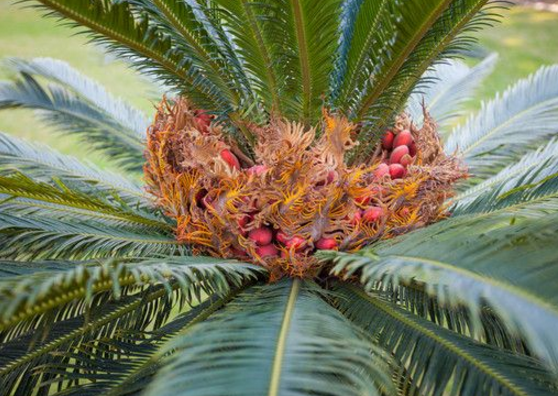 鐵樹果的功效與作用，化濕降濁、健脾和胃、去痰止咳