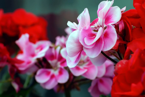 石臘紅怎么養(yǎng)，不可接受強(qiáng)度過高的光照滋養(yǎng)