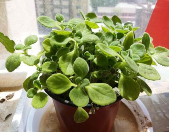 碰碰香長的太長怎么辦，及時修剪頭部/不斷進(jìn)行扦插繁殖