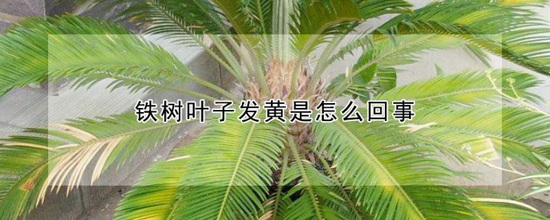 鐵樹葉子發(fā)黃是怎么回事