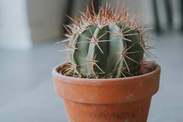 仙人球怎么扦插繁殖，4步即可完成仙人球的扦插