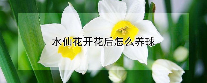水仙花開(kāi)花后怎么養(yǎng)球
