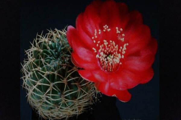 仙人掌花語象征與寓意，象征著堅強(qiáng)、剛毅的愛情