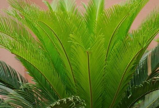 鐵樹(shù)什么時(shí)候長(zhǎng)新葉，每年春秋時(shí)分生長(zhǎng)出2-3輪新葉