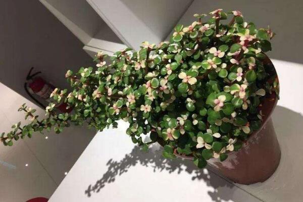 多肉雅樂之舞怎么繁殖，扦插以及嫁接都可以進(jìn)行繁殖