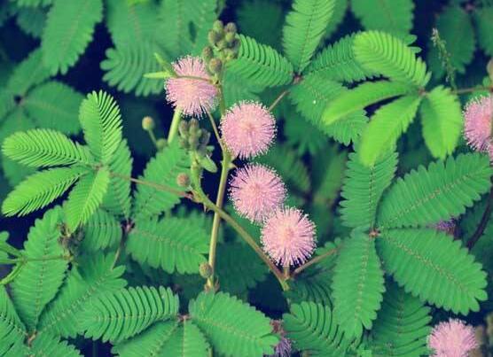含羞草晚上會閉合嗎，會/屬于一種自然生長澎壓現(xiàn)象