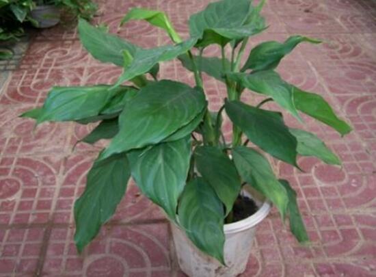 萬年青怎么繁殖，萬年青扦插方法圖解