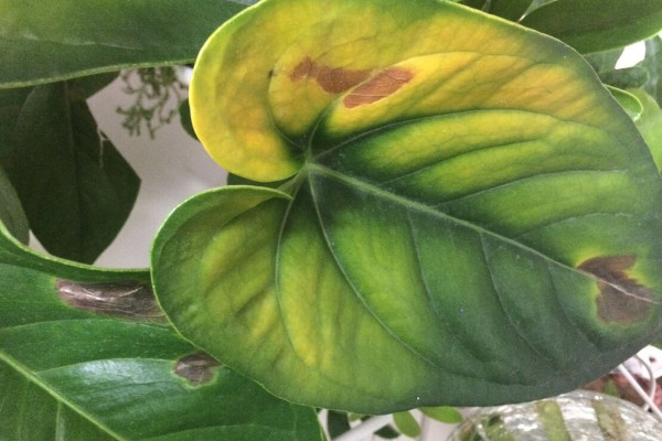 紅掌葉尖發(fā)黃怎么補救