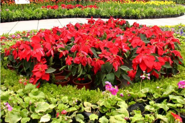 家里養(yǎng)一品紅有啥好處，改善空氣、供觀賞用