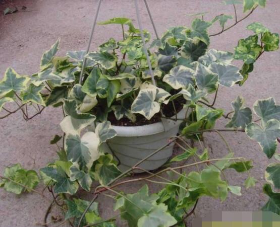 常春藤葉片干枯怎么辦，四種原因以及解決方法