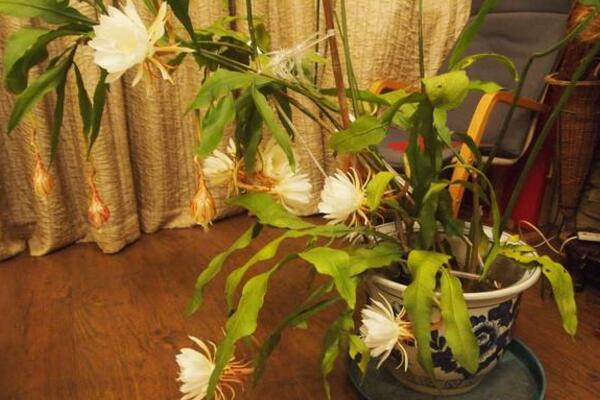 曇花的藥用和食用作用，曇花的作用竟如此全面