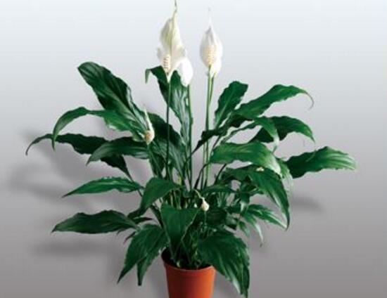 一帆風(fēng)順用什么肥料，一帆風(fēng)順施什么肥好