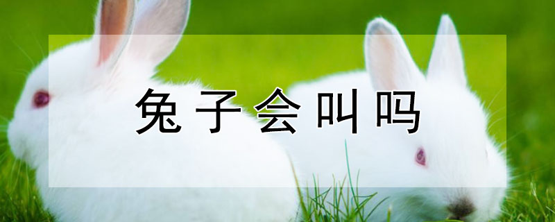 兔子會(huì)叫嗎