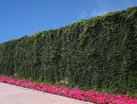 常春藤和爬山虎的區(qū)別，三個(gè)方法教你簡單分辨