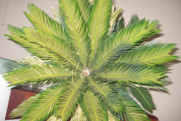 鐵樹養(yǎng)殖方法和注意事項(xiàng)，澆水保證盆土見干見濕