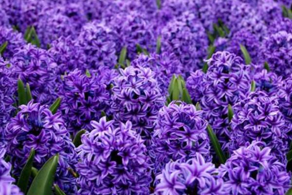 風(fēng)信子的花語(yǔ)和寓意