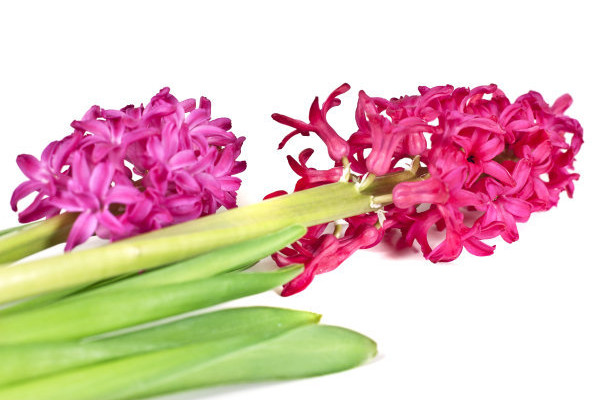 風(fēng)信子冬天怕凍嗎