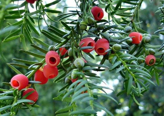 紅豆杉的品種，盤點中國紅豆杉五大品種