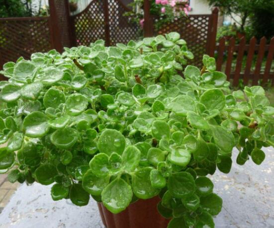 碰碰香如何澆水，做到見干見濕原則