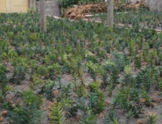 紅豆杉扦插繁殖方法，做好這五大方法便可生根發(fā)芽