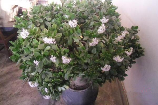 燕子掌會開花嗎，可以開花但是開花難度較高