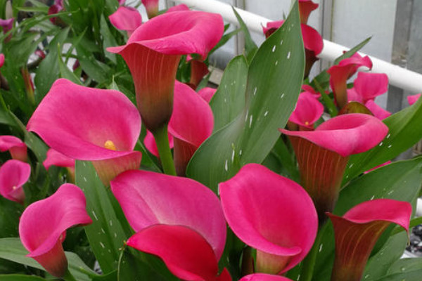 馬蹄蓮發(fā)芽后怎么養(yǎng)