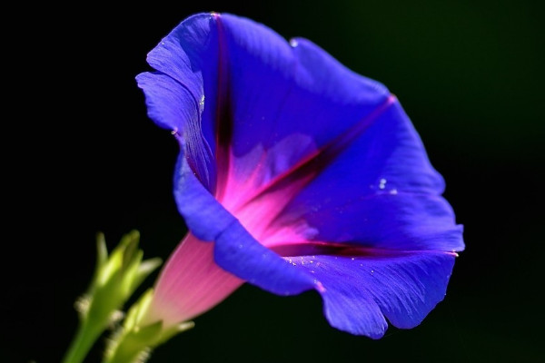 牽?；ㄓ惺裁醋饔? src="/nongchan/d/file/20201223/3kjgw1pts51.jpg" / data-8dbZ="4xFS2j"></p>
<p data-NhzO="hsLrdu">
	牽?；ň哂姓陉幍淖饔?。牽牛花屬于藤蔓植株，人們在種植牽牛花時(shí)總會將其種植在涼亭、籬笆或者墻邊，等待牽?；ㄉL成熟，爬滿涼亭后，其植株枝葉繁茂，可以遮擋陽光的照射，所以牽?；ㄓ兄陉幍淖饔?。</p>
<p data-C511="fmZV7Z">
	<strong data-8Y9M="CZ7ZOP">2、觀賞作用</strong></p>
<p data-nrsA="xSDkiQ">
	<img alt=