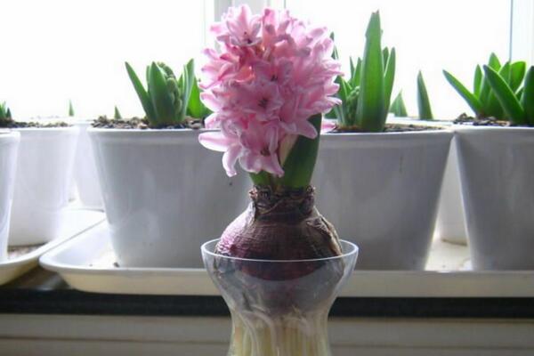 風(fēng)信子葉子發(fā)黃及處理技巧，4種原因以及處理方法