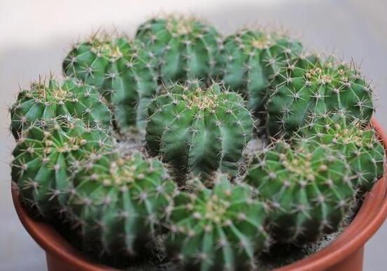 仙人球移栽注意事項(xiàng)，注意不可弄傷根系、及時(shí)消毒/土壤微濕潤(rùn)