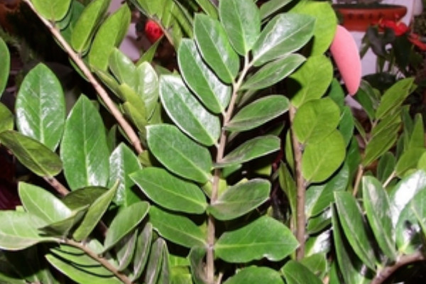 金錢樹夏天能用營養(yǎng)液嗎