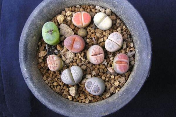 寶石花怎么分株，分株繁殖具體步驟以及養(yǎng)護(hù)技巧