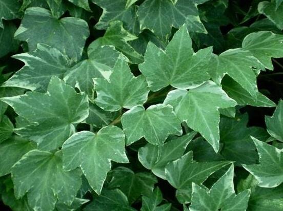 常春藤葉子干枯怎么辦，做好這五點(diǎn)即可恢復(fù)生機(jī)