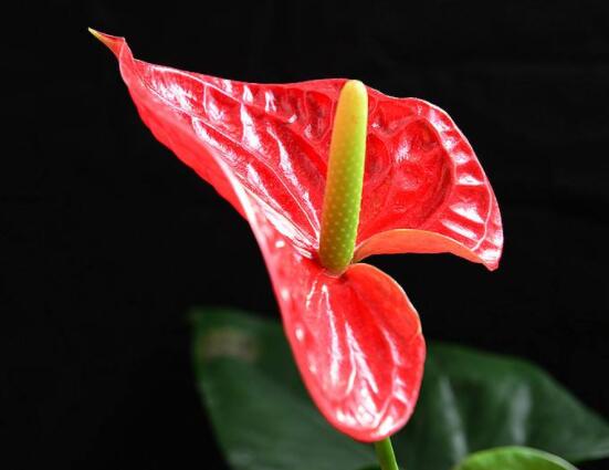 紅掌的作用有哪些，凈化空氣、陶冶情操、五行轉(zhuǎn)化