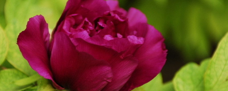 玫瑰花夏天能栽活嗎