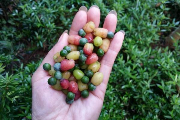 羅漢松的果實(shí)能吃嗎，果實(shí)只能吃一部分