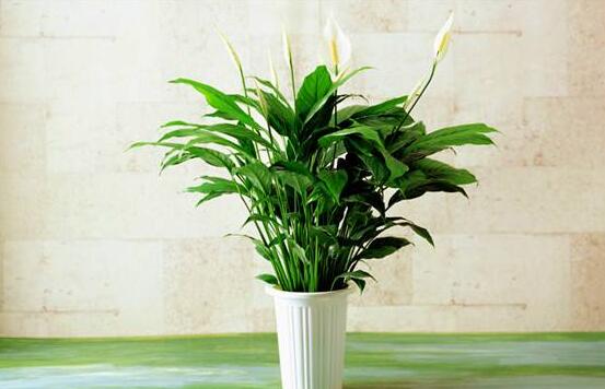 一帆風(fēng)順用什么水澆，澆池塘水、淘米水生長(zhǎng)最快