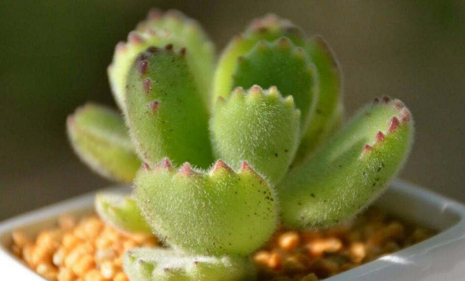 熊童子多久澆一次水，要根據(jù)季節(jié)的變化來澆水