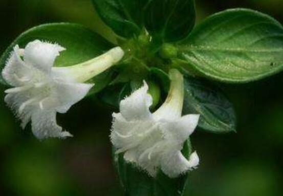 六月雪葉子軟了變黑怎么辦，教你兩種最直觀有效解決方法