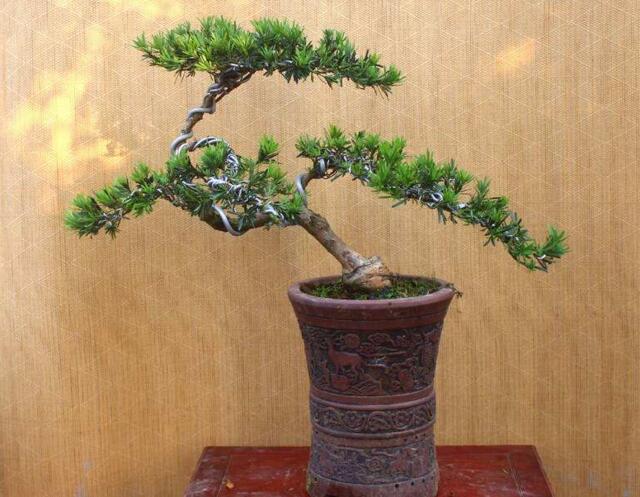 小葉羅漢松怎么養(yǎng)，掌握最佳的養(yǎng)殖方法最重要