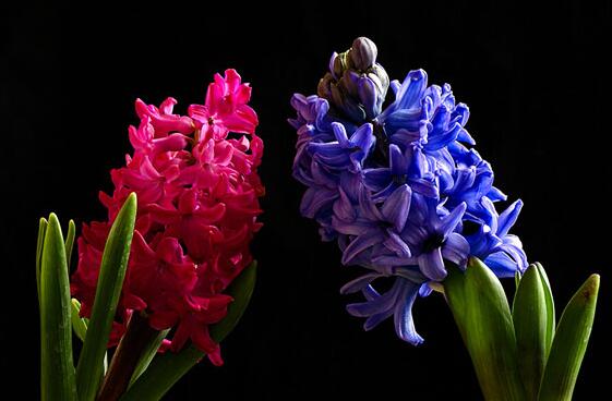 風(fēng)信子可以用水養(yǎng)嗎，可以/但是要注意及時換水和補(bǔ)充營養(yǎng)