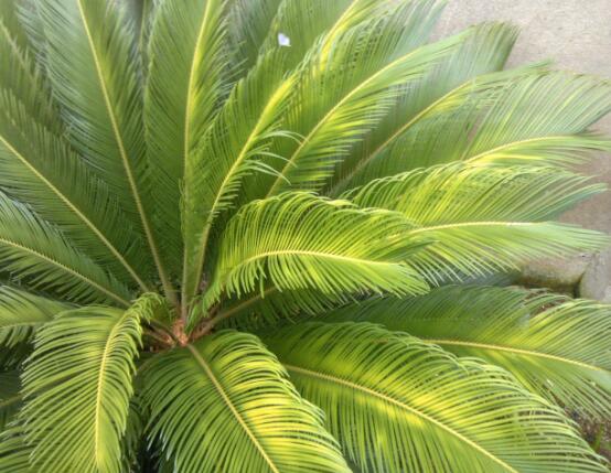 鐵樹葉子發(fā)黃怎么辦，鐵樹葉子發(fā)黃解決辦法