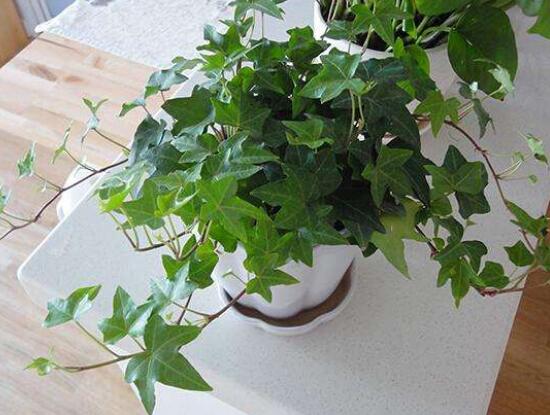 爬山虎和常春藤怎么區(qū)分，盤點三種區(qū)別方法(屬性/株型/生長習性)