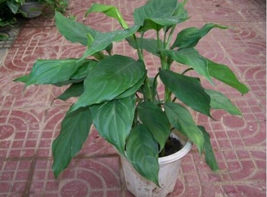 萬年青盆栽怎么養(yǎng)，盆栽萬年青的養(yǎng)殖方法