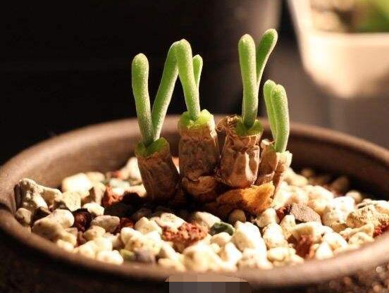 碧光環(huán)怎么播種，做好五個(gè)步驟三天快速發(fā)芽