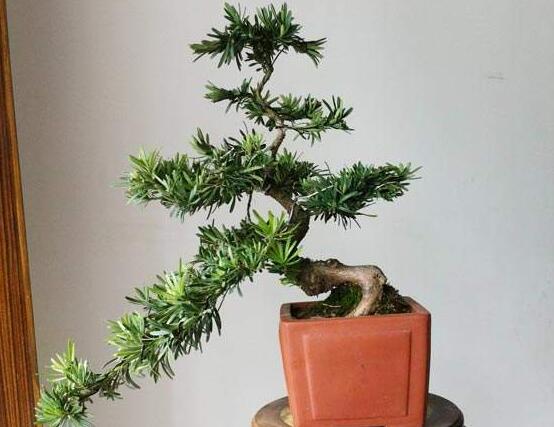 羅漢松施肥技巧，只需要五個步驟養(yǎng)的郁郁蔥蔥